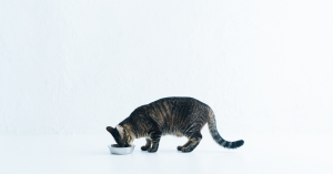 Cat eating ProDiet from a bowl