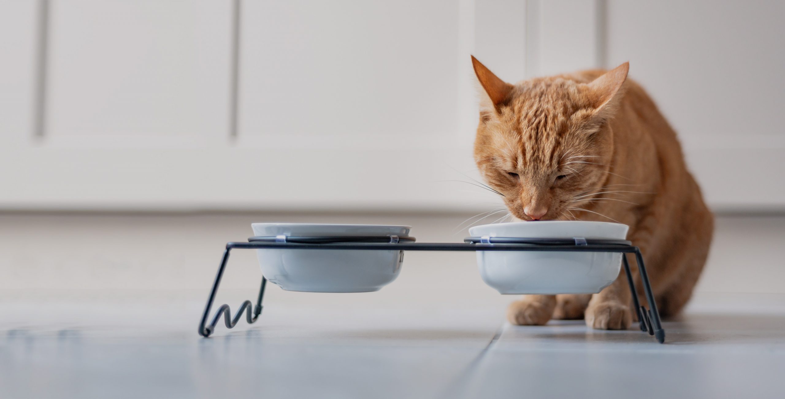 Helpful Tips to Change Your Cat’s Food