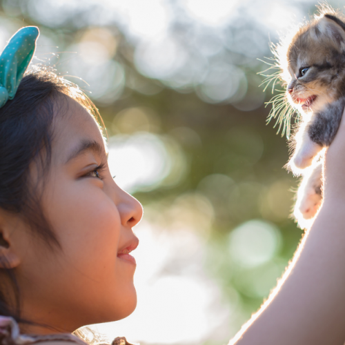 New-to-Pet-Parenting-3-Quick-Tips-in-Raising-Your-Kitten-Right